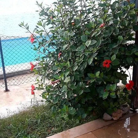 Vi̇lla فيلة *